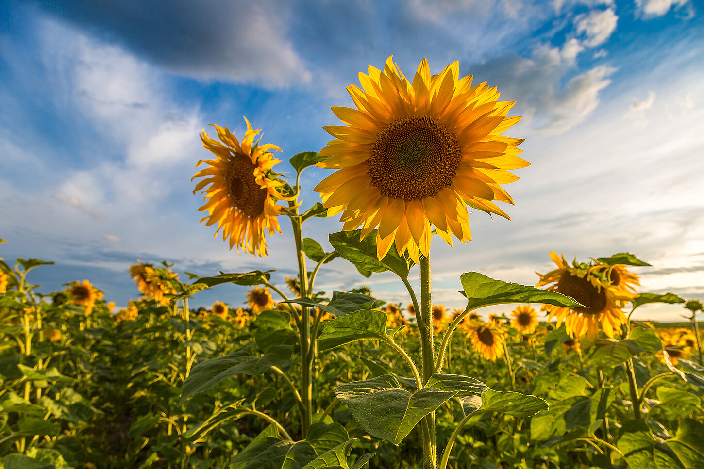 Sonnenblumen auf einem Feld