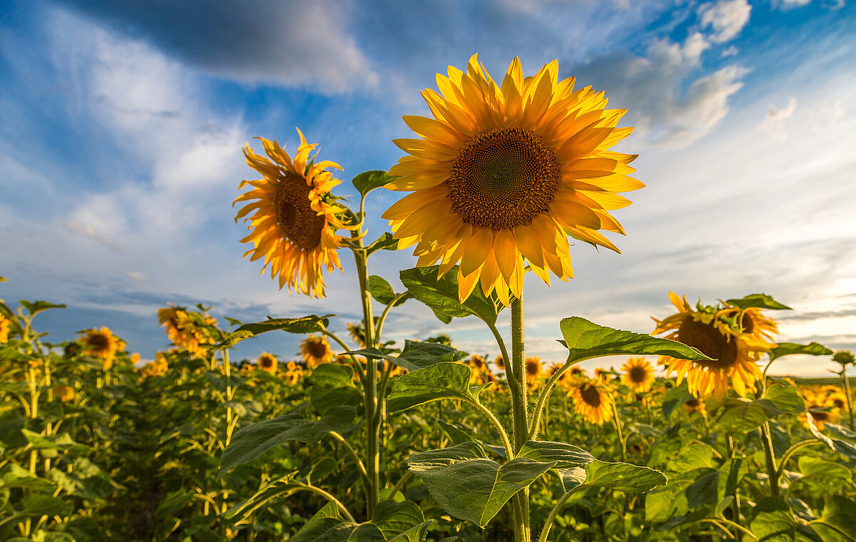 Sonnenblumen auf einem Feld