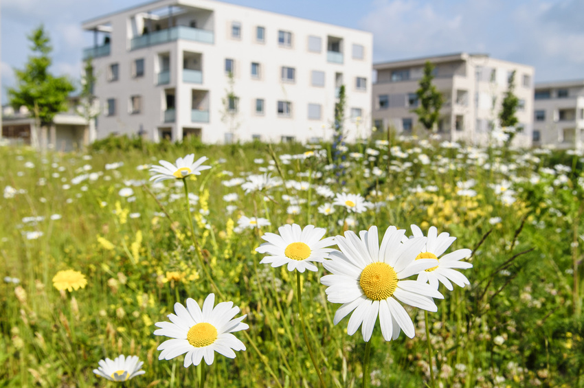 Blumen vor einem Wohngebäude